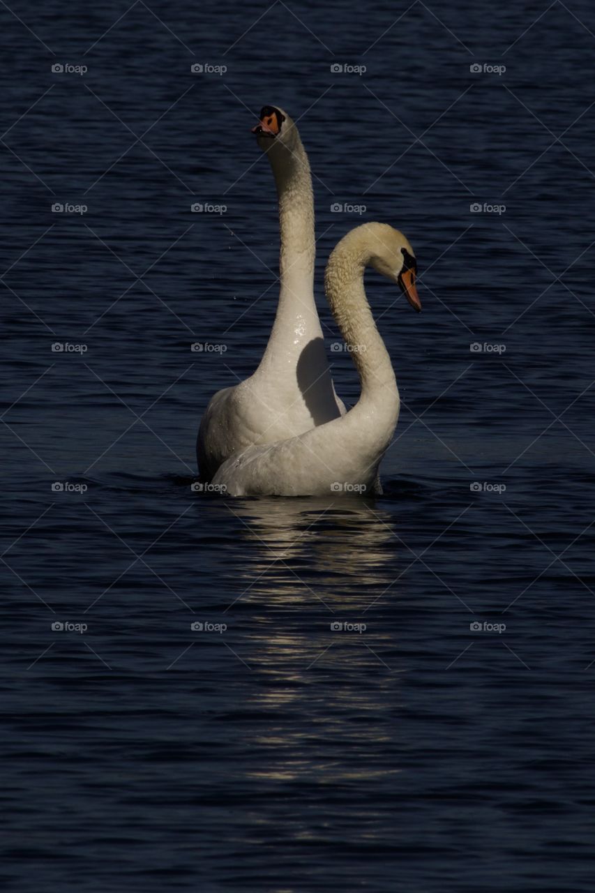 Swans In Love