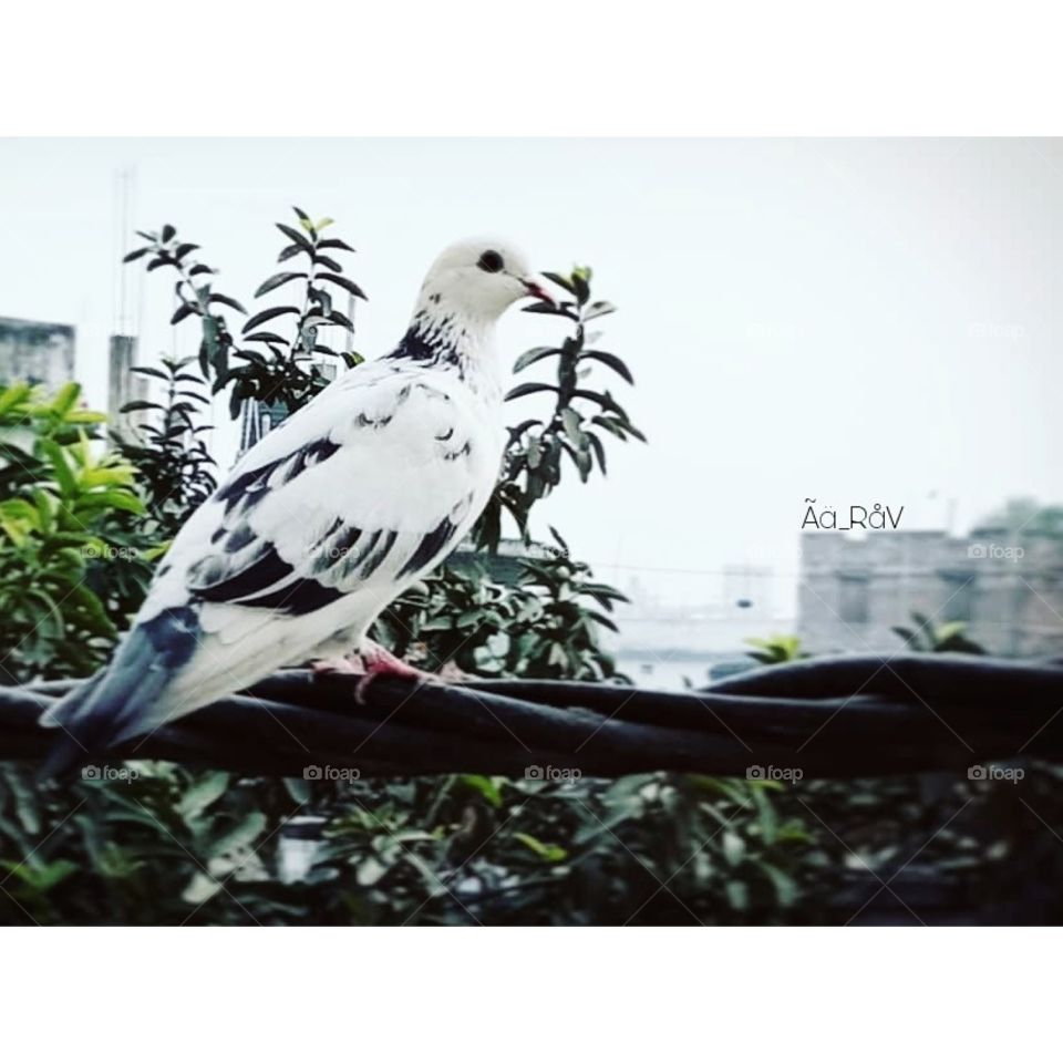 pigeon love.. Feel the nature