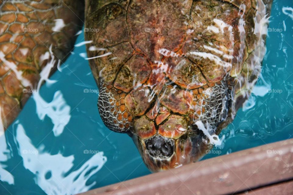 turtle underwater. sea turtle beneath the water at a sea turtle rescue