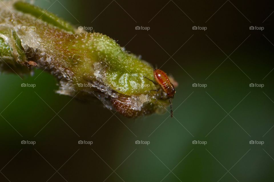 Macro photo of a very tiny bug.