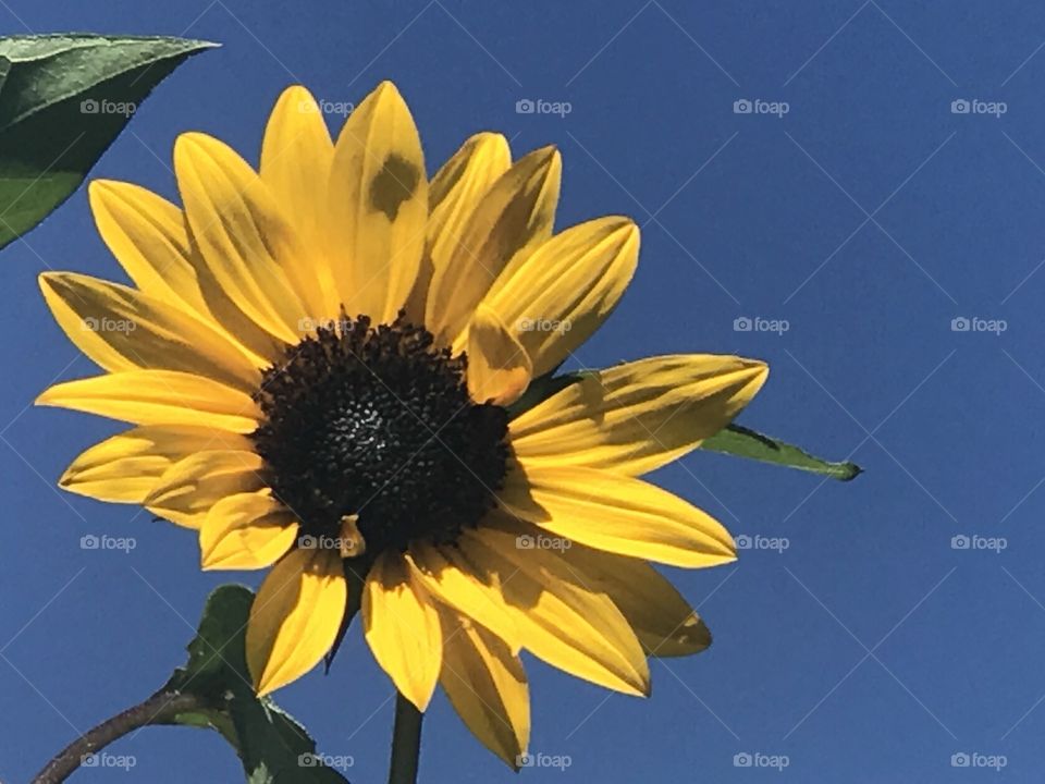Sunflower with blue sky background 
