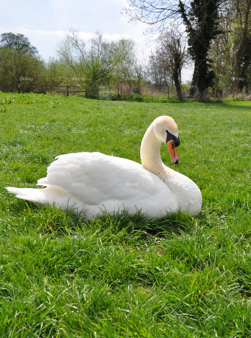 White swan on green grass