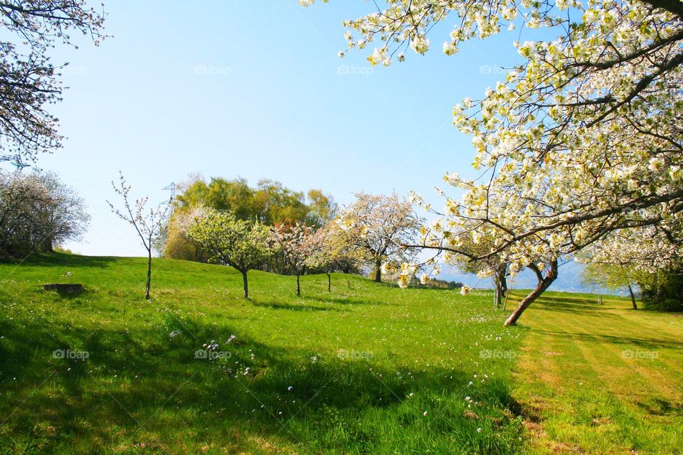 White apple flowers and green grass create a perfect spring scenery in Labaroche, Alsace.