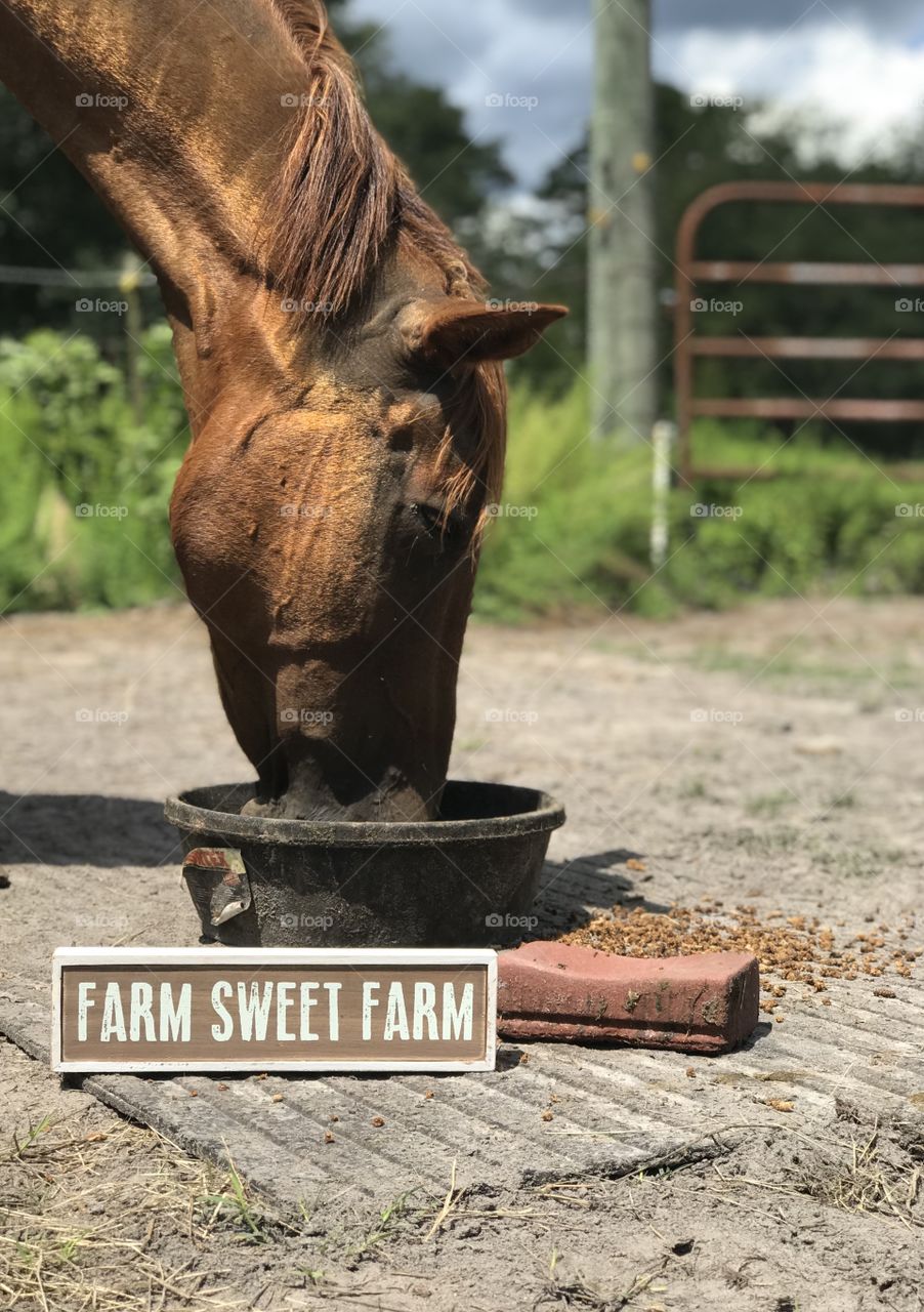 Old mare enjoying breakfast next to her rectangle mineral block on a rectangular rubber matt in the woods of South Georgia. 