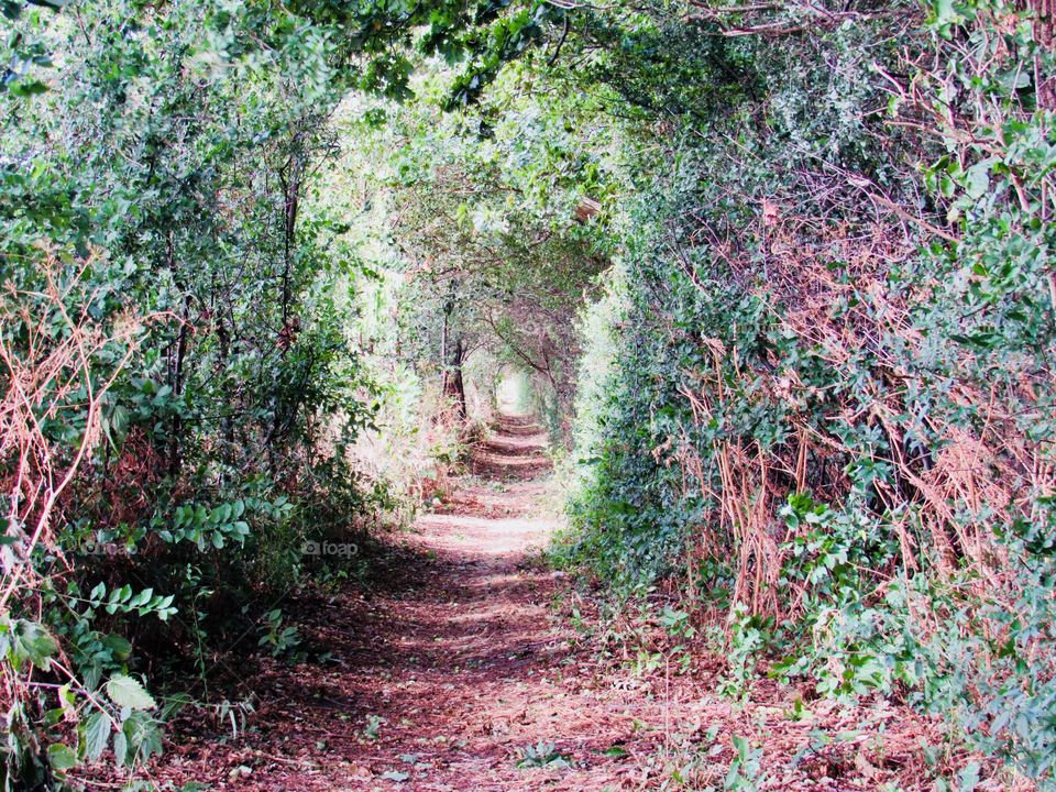 Pathway 