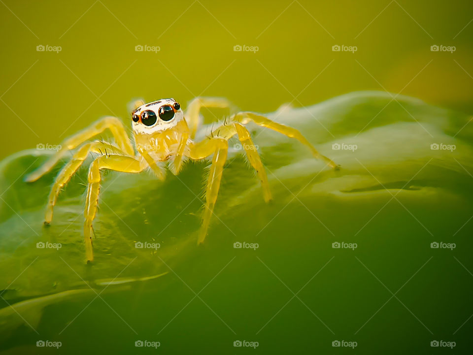 small spider on the leaf