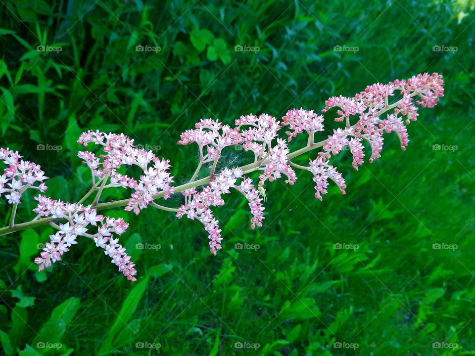 pink floral multiverse