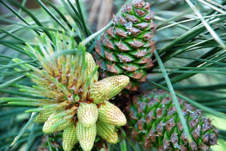 Pine cones