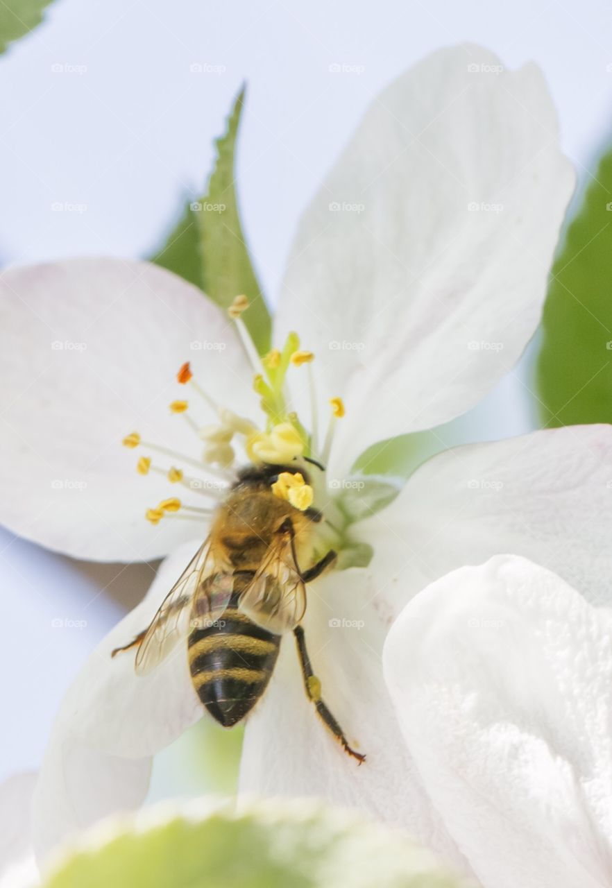 A bee on a flower