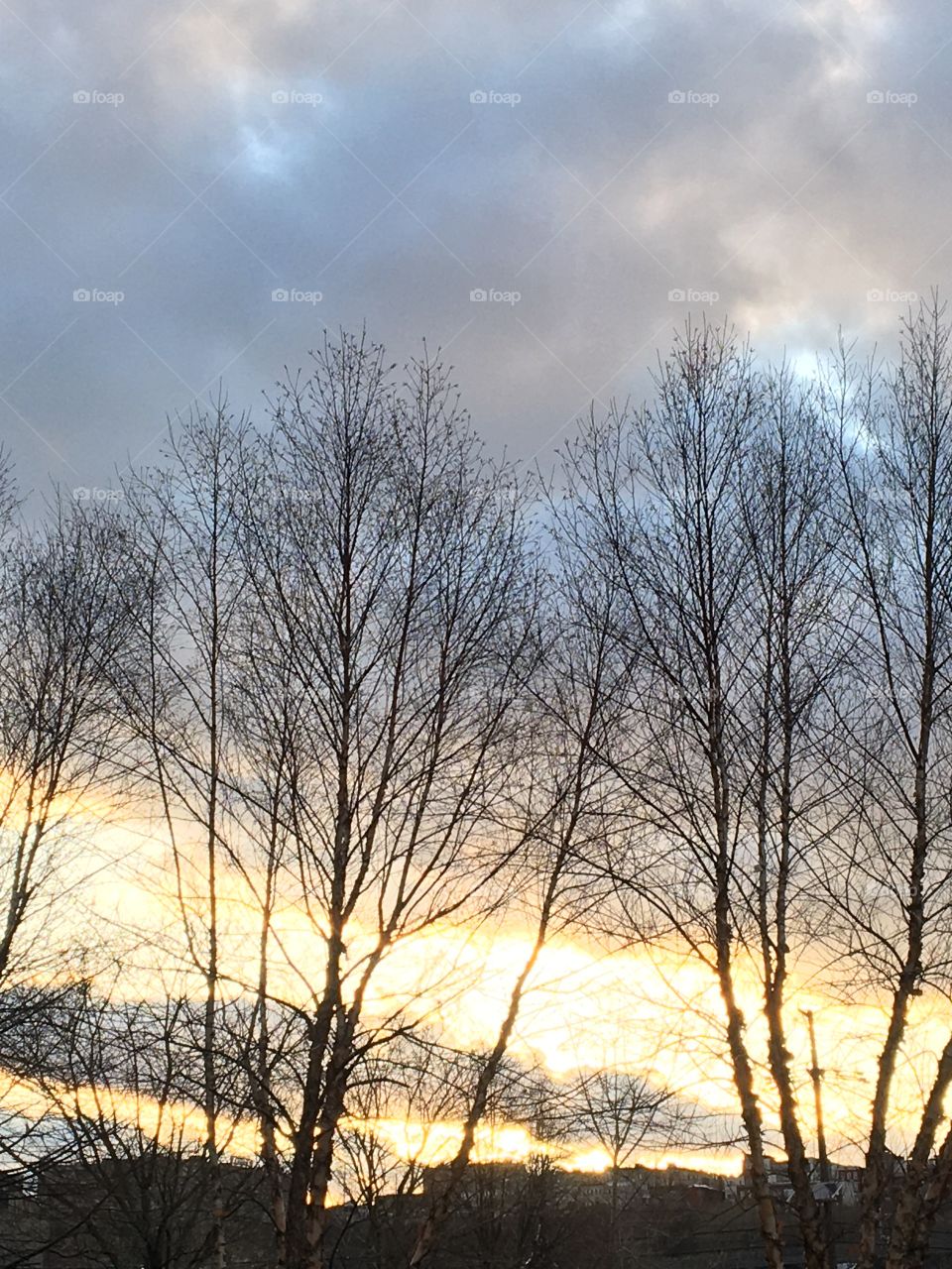 Trees like black lace against a brilliant gold and purple sunset 