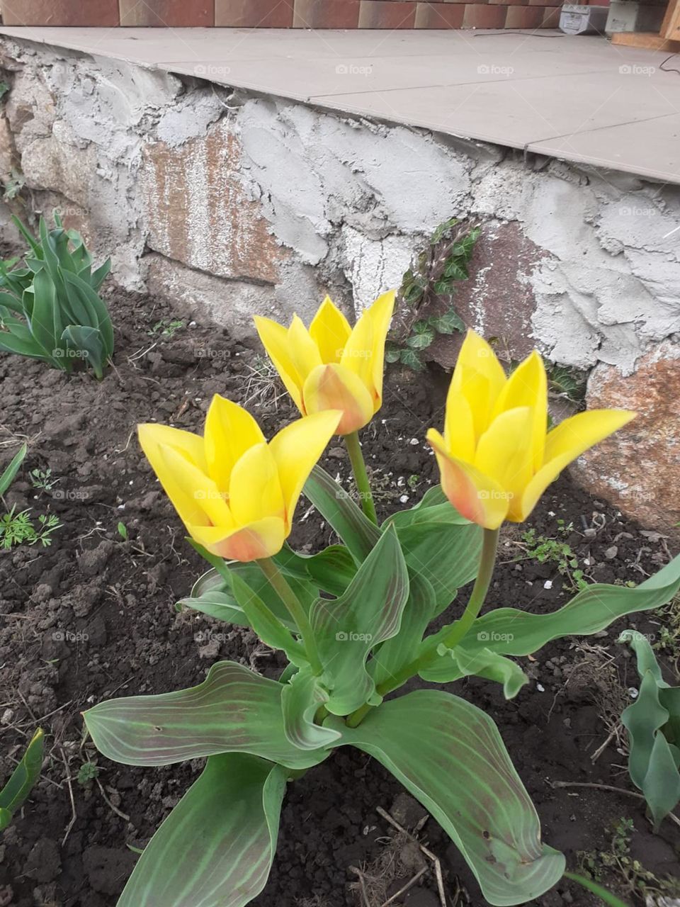 My  beauties🍀🌷🌿🌾