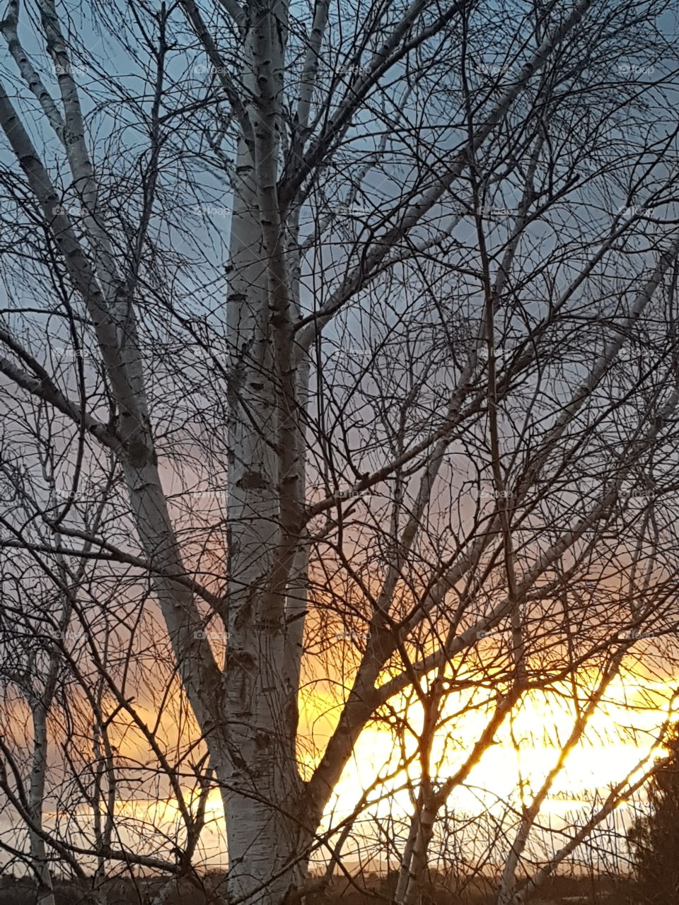 Birch tree against sunset