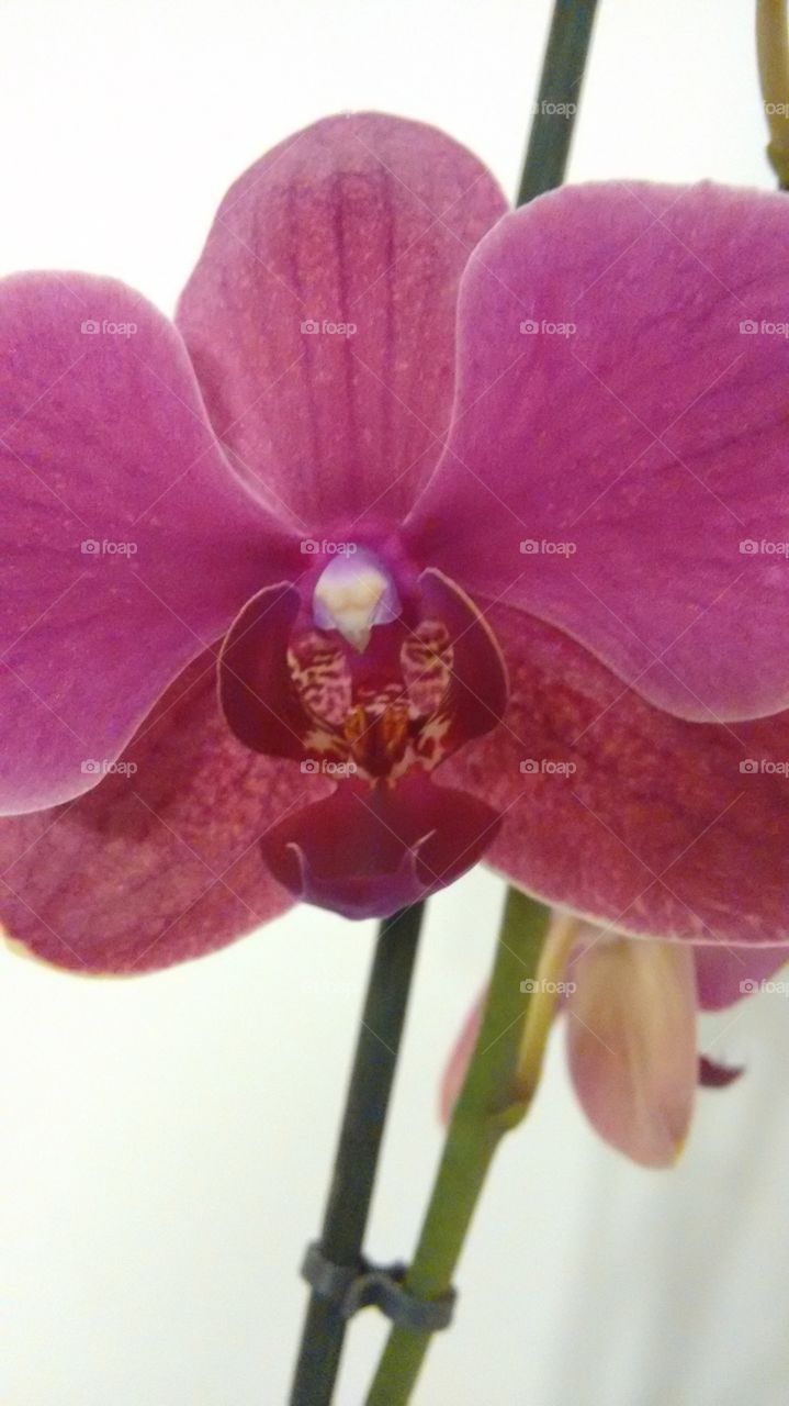 extreme close-up of an orchid
