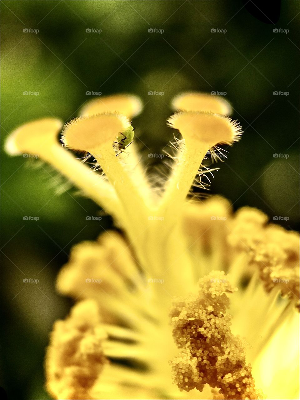 Foap Mission Focus! Close Shot With Cleat Focus of A Tiny Bug on a plant with blurred background!