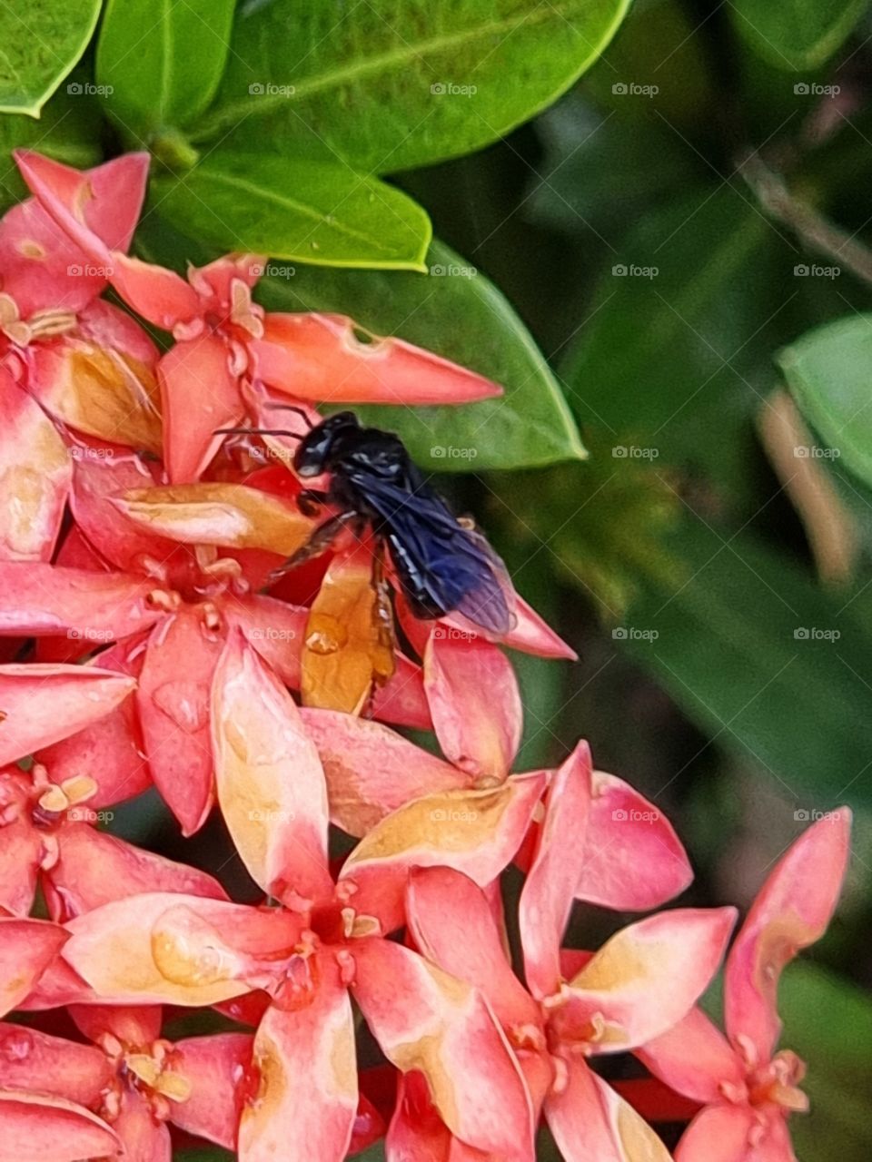 Small insect in flower nectar