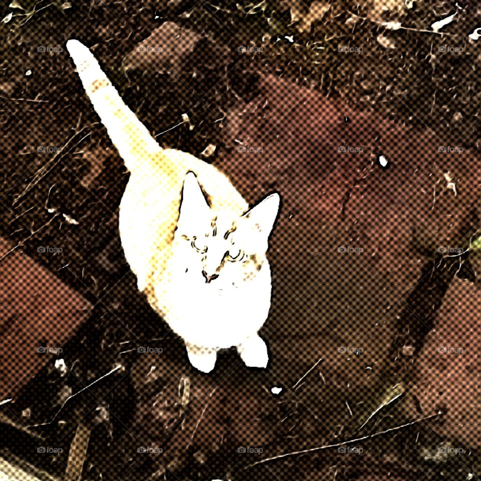 Cartooned MorissCode