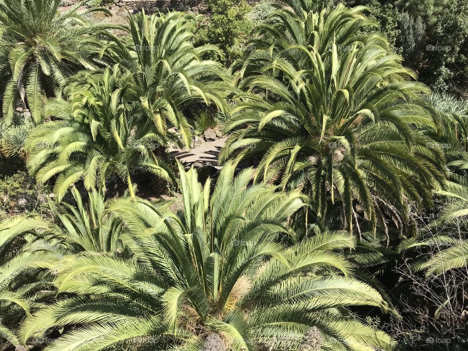 Tropical, Palm, Flora, No Person, Tree