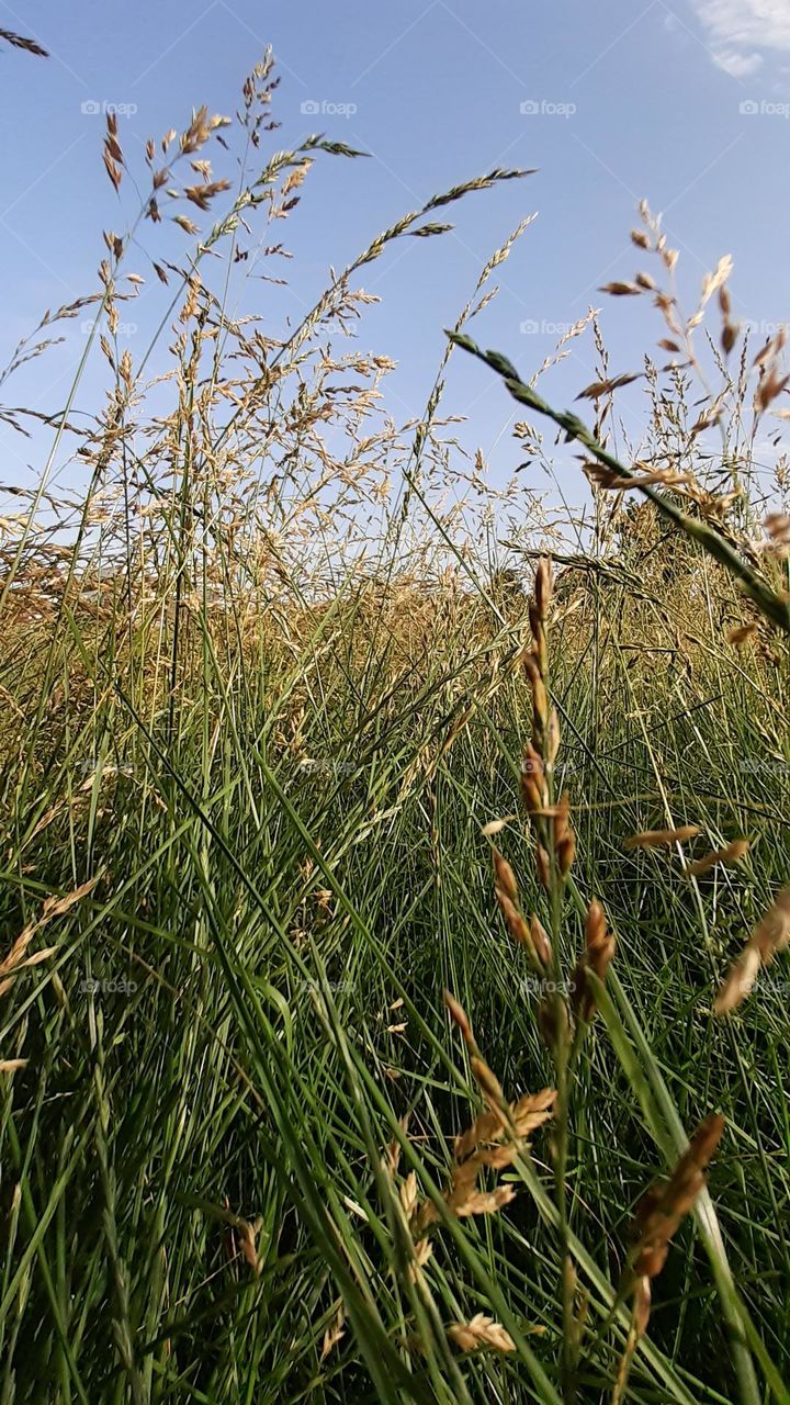 Summer Meadow