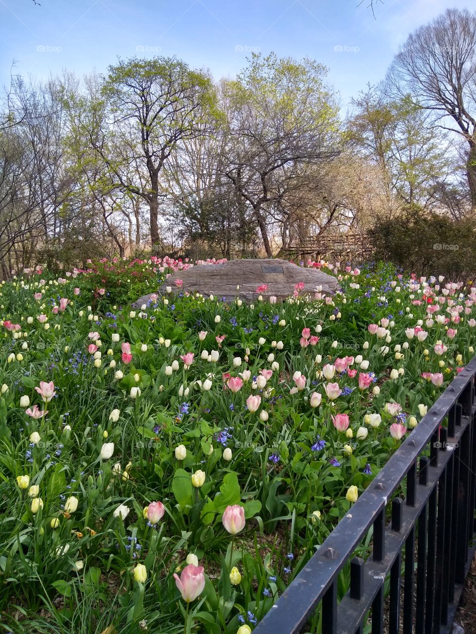 NYC Central Park Spring