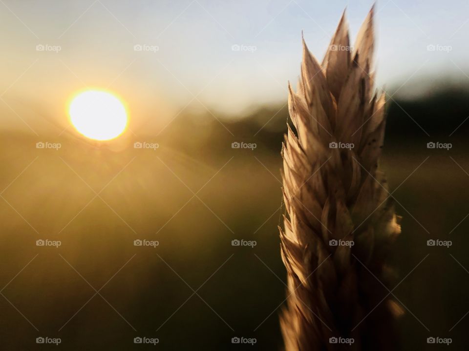 Beautiful image of grass plant catching the golden rays of a setting August sun.