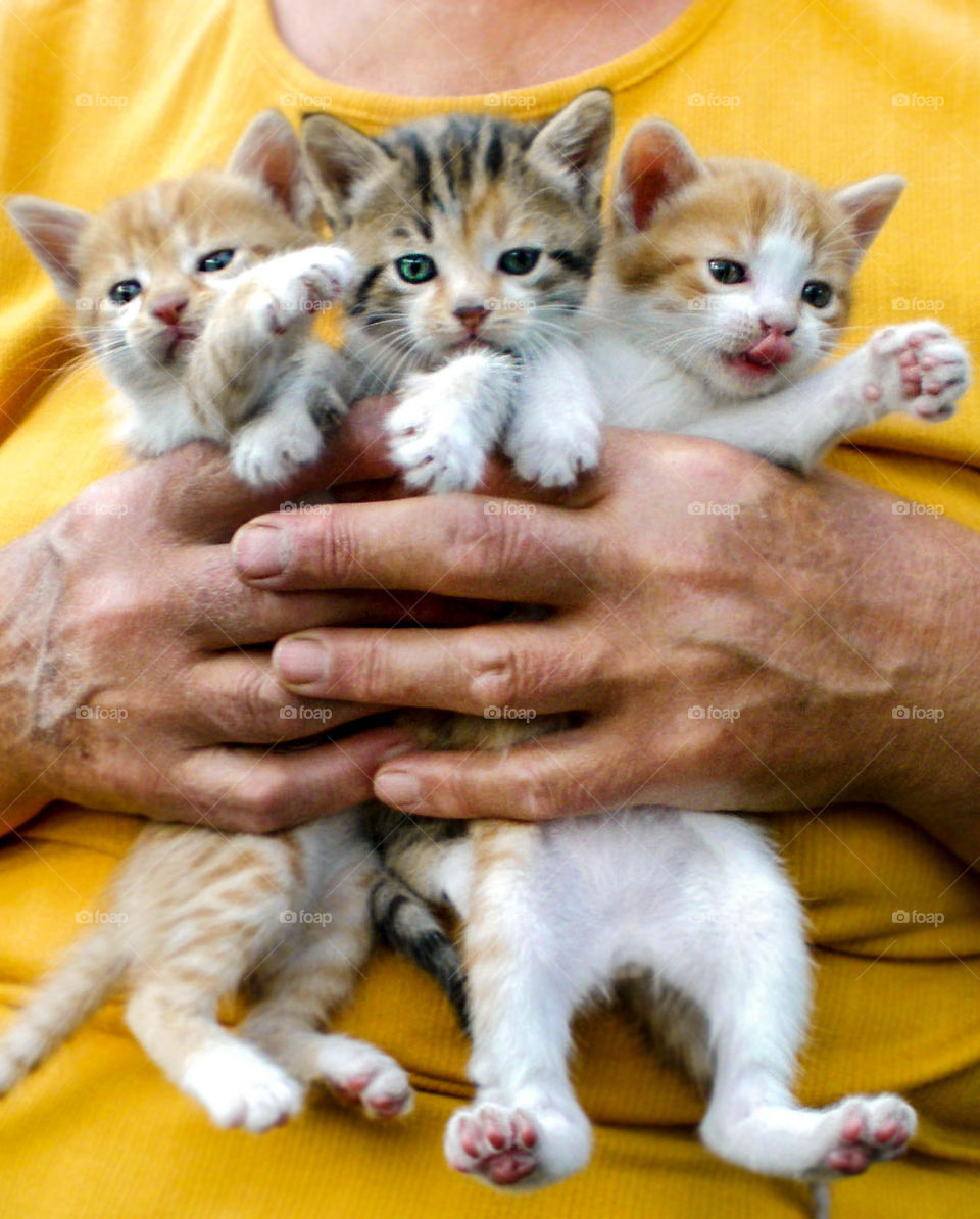 Three little kittens in human hands