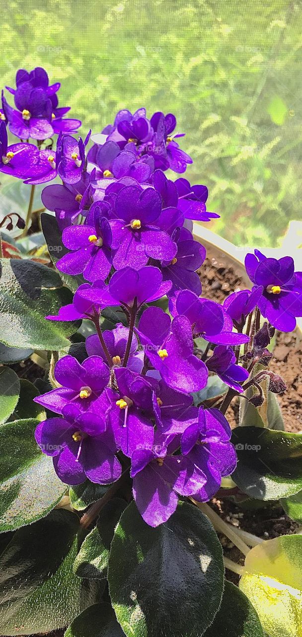 Macro shot of Violet Flowers