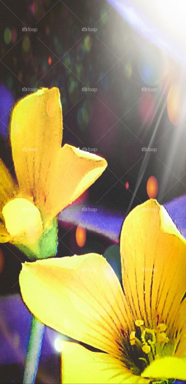 light flare behind yellow wildflowers