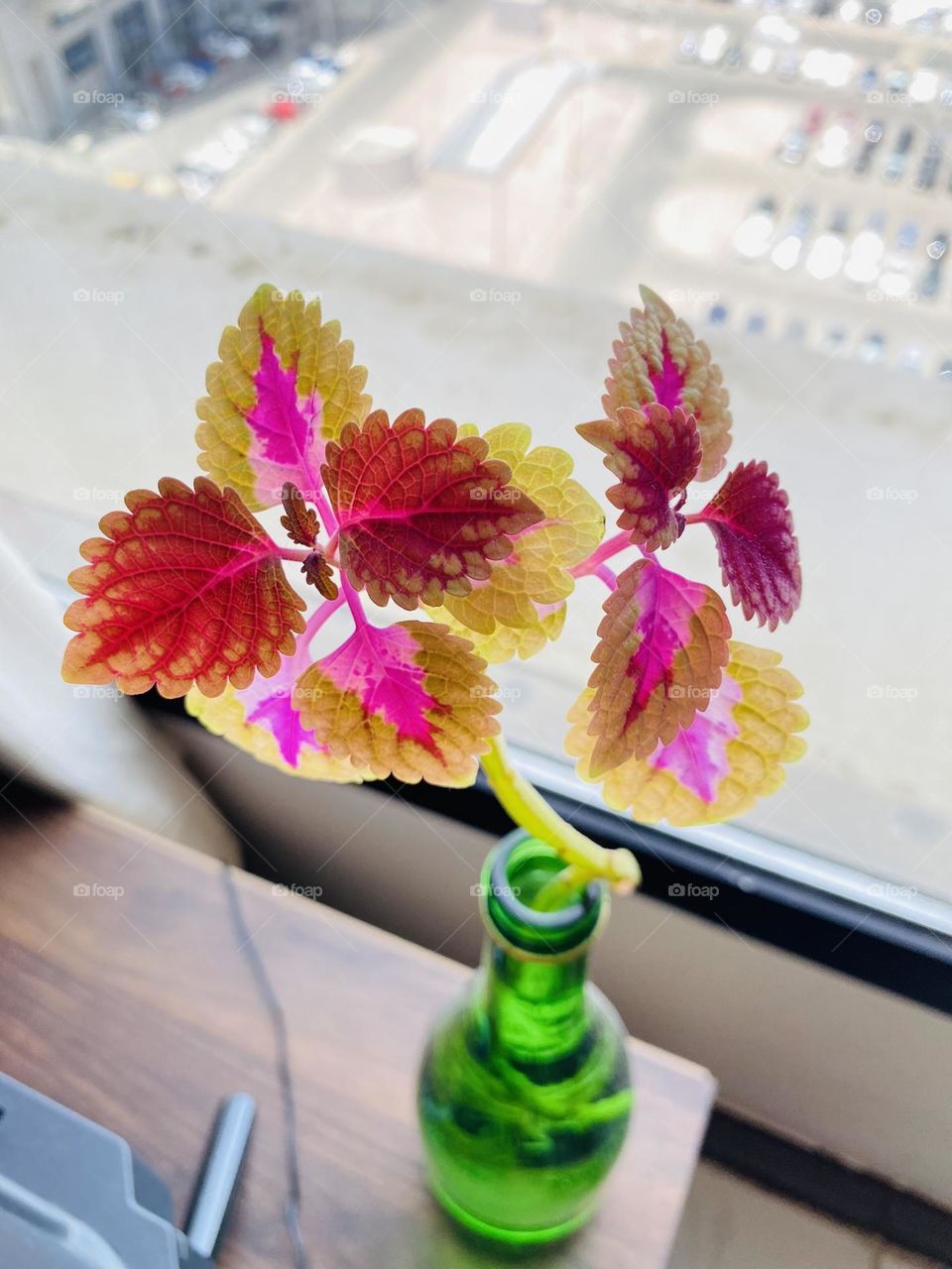 Random click when you see a nice plant 