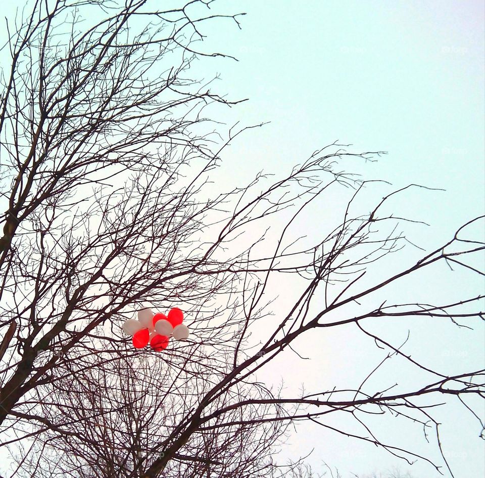 Winter, Snow, Tree, Branch, Sky