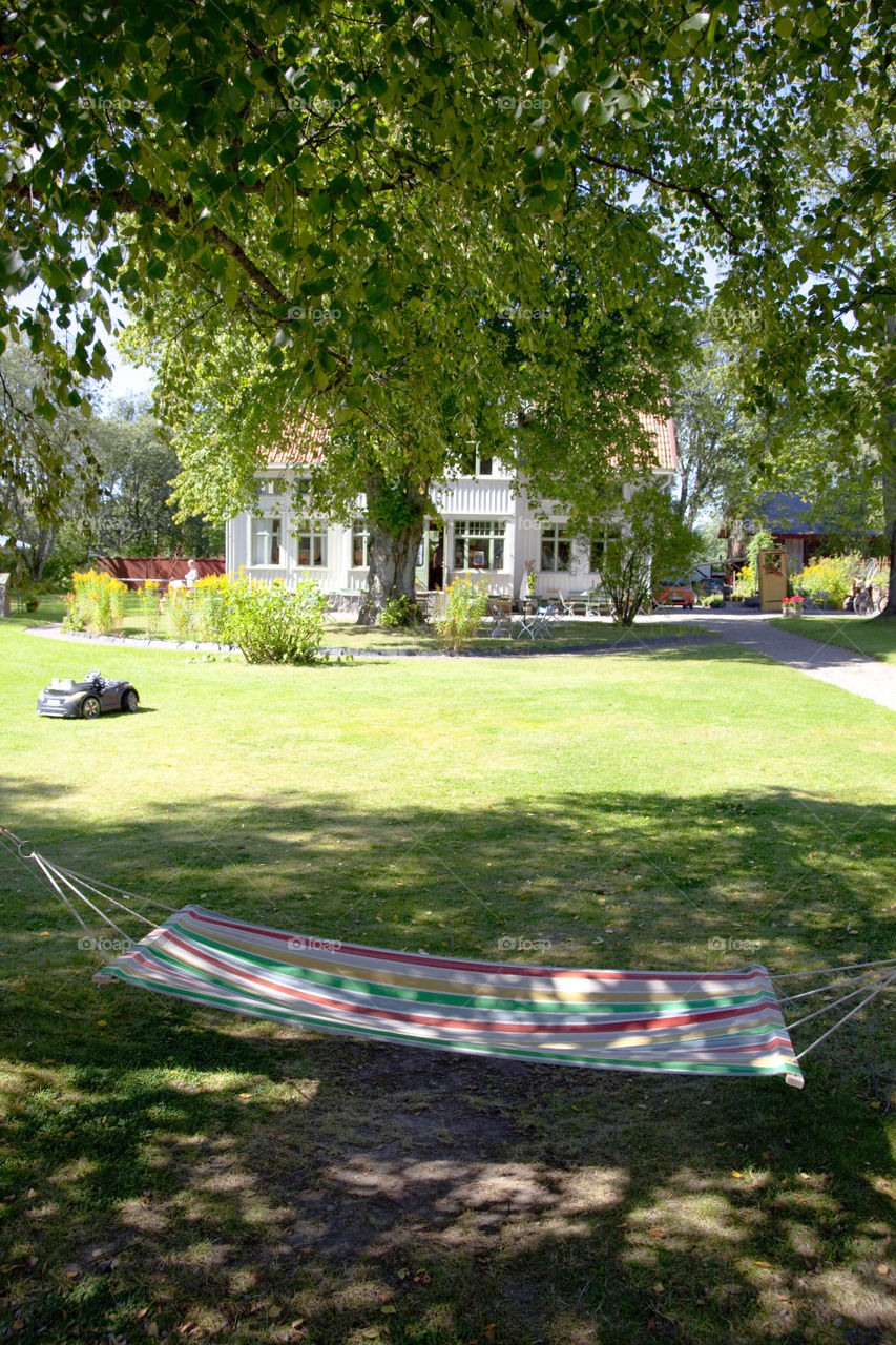 Tree, Park, Grass, No Person, Outdoors