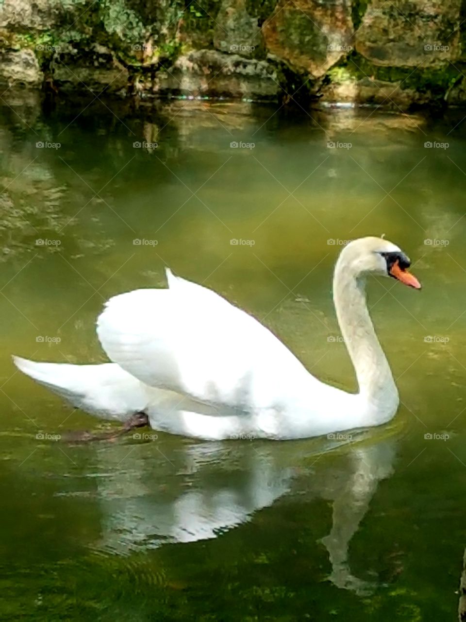 One of the swans living in the Kusashiki Bikan district