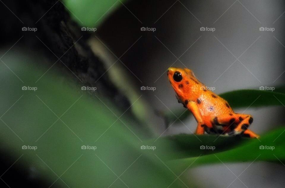 Orange Poison Dart Frog