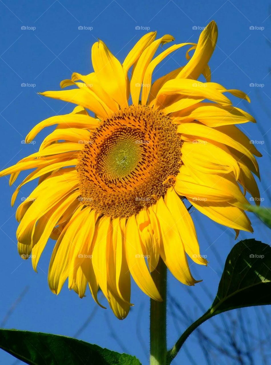 sunflower