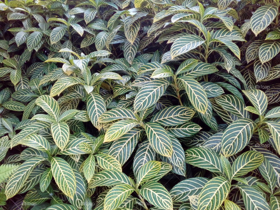 Striped leaves