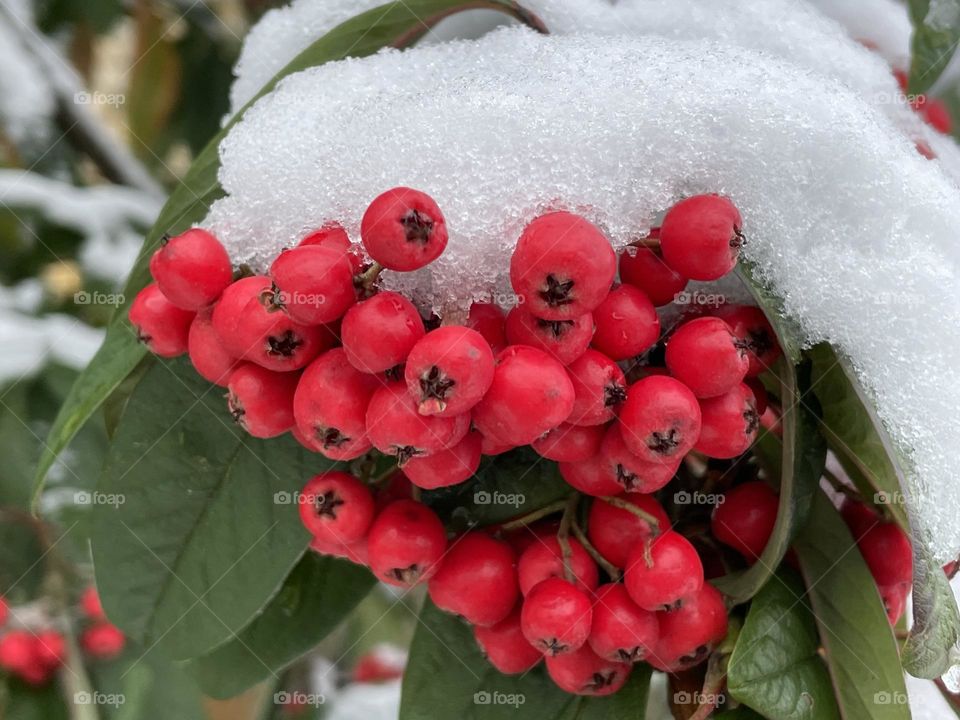 An abundance of berries …. a neighbour once told me it is a sign of a bad Winter ahead and its natures way of feeding the birds ❄️❤️