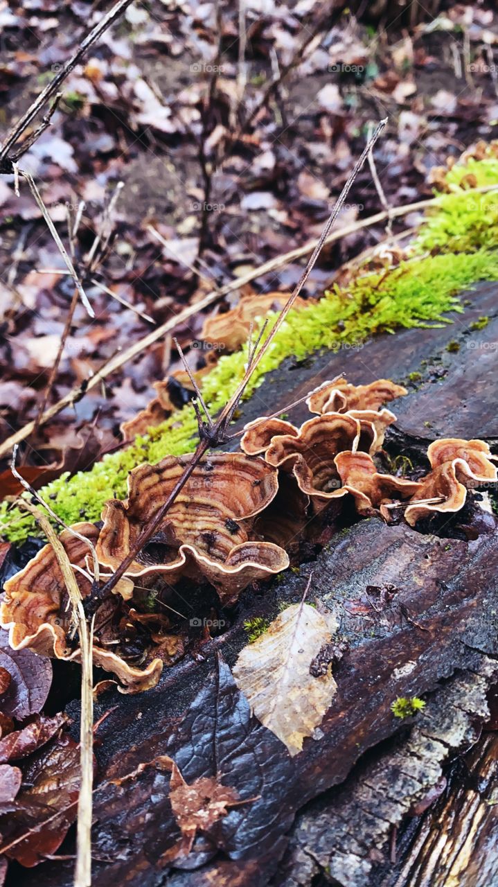 Grifola frondosa hen of the woods mushrooms wild mushrooms tree mushrooms in Germany 