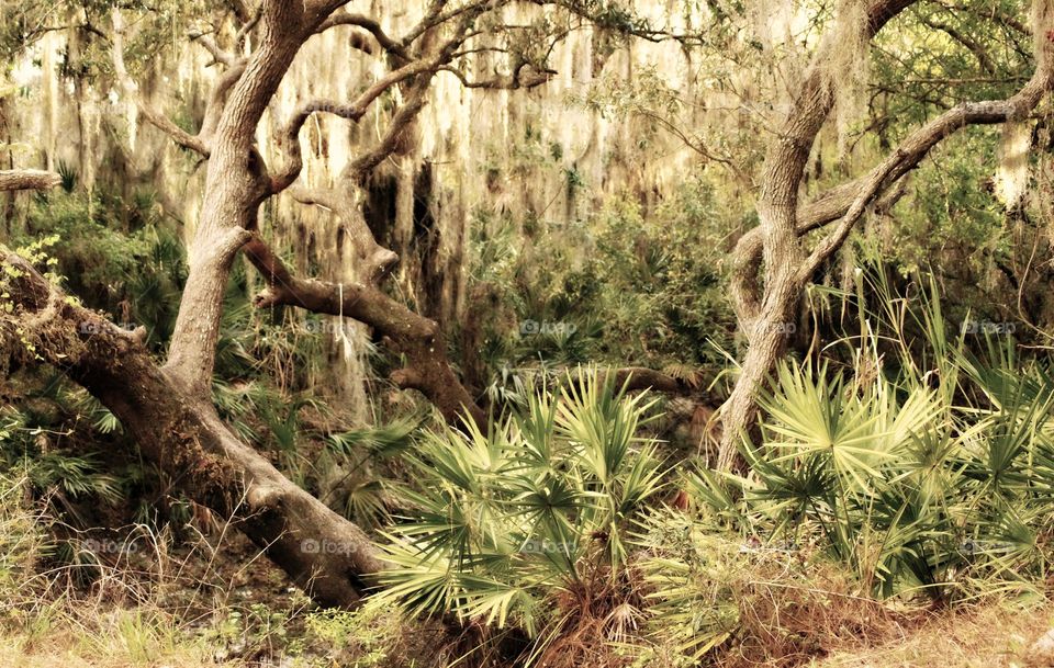 Trees in forest