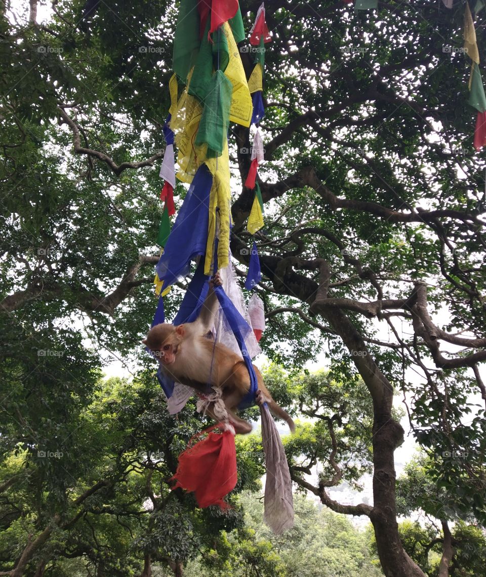 Playing money, happy monkey. hanging in buddist parying flags.