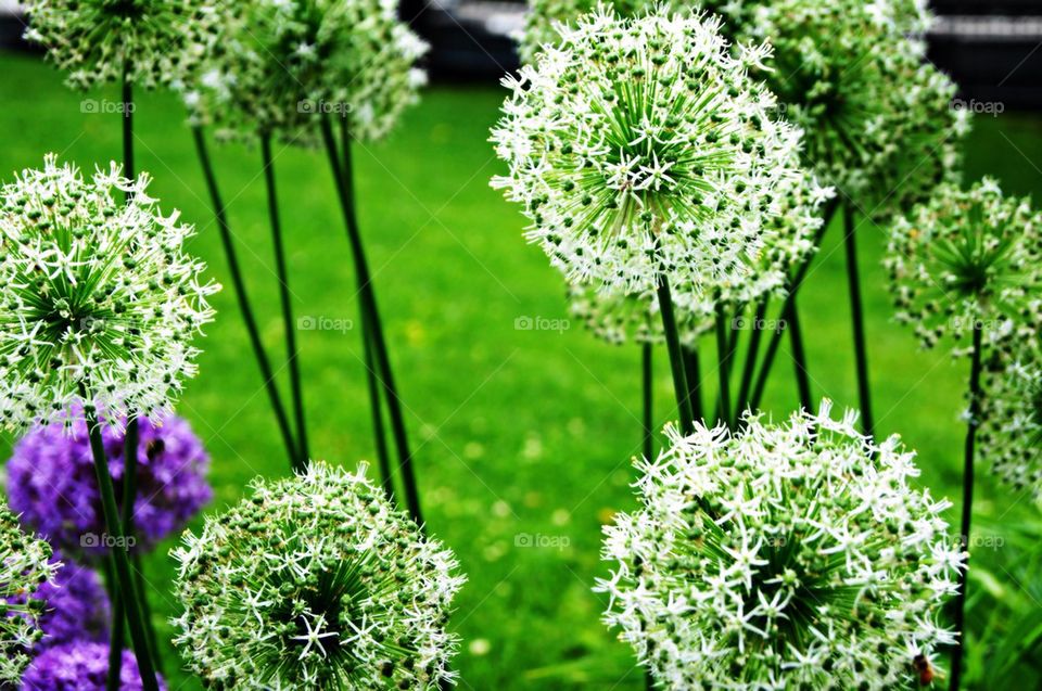 Flowers in the garden