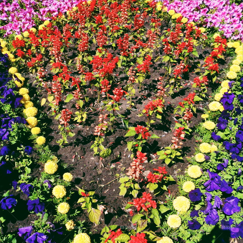 Flowerbed in the park of the city of Kiev, spring 2017