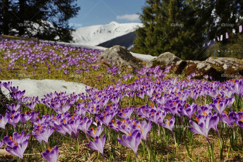 Crocus meadow in the mountains