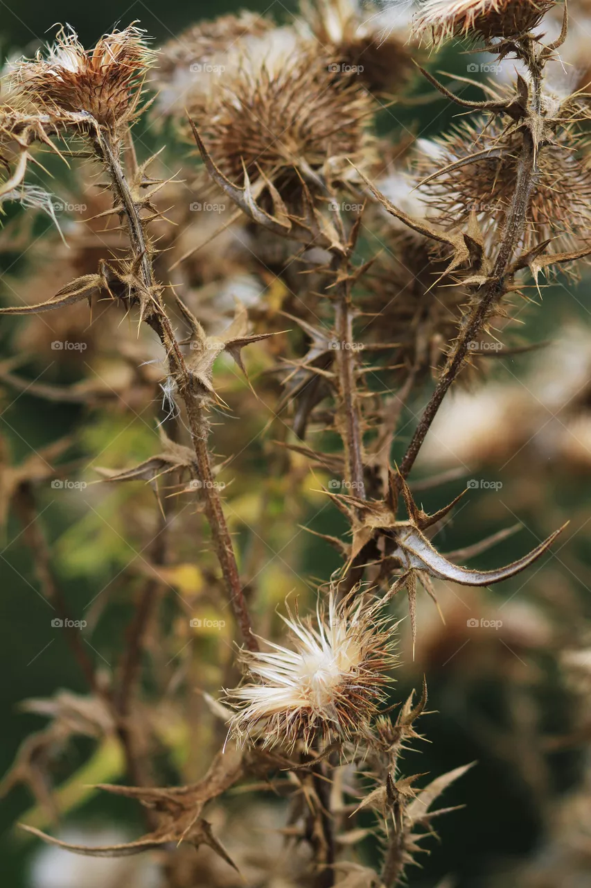 Nature