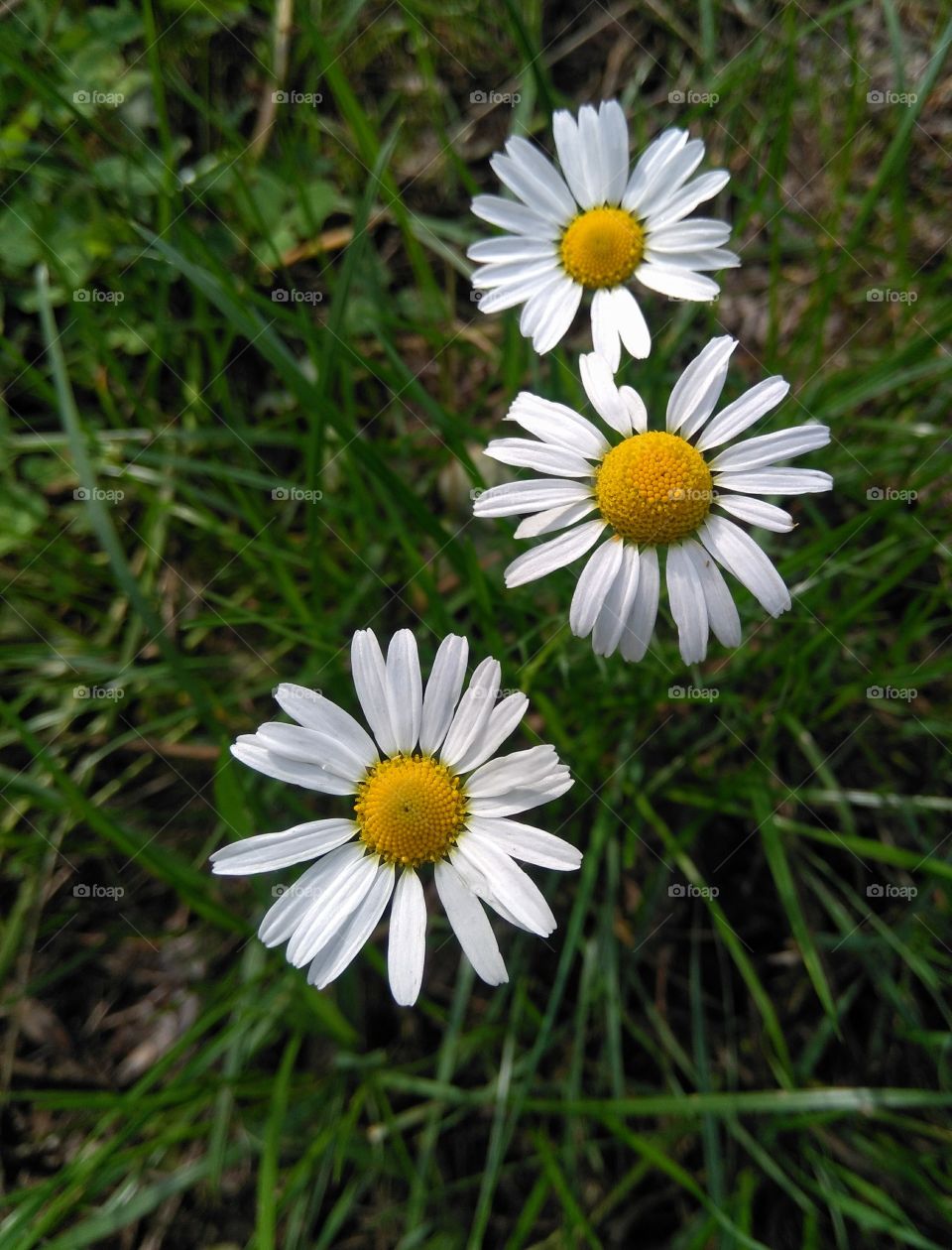 wild camomiles flowers in the grass summer time