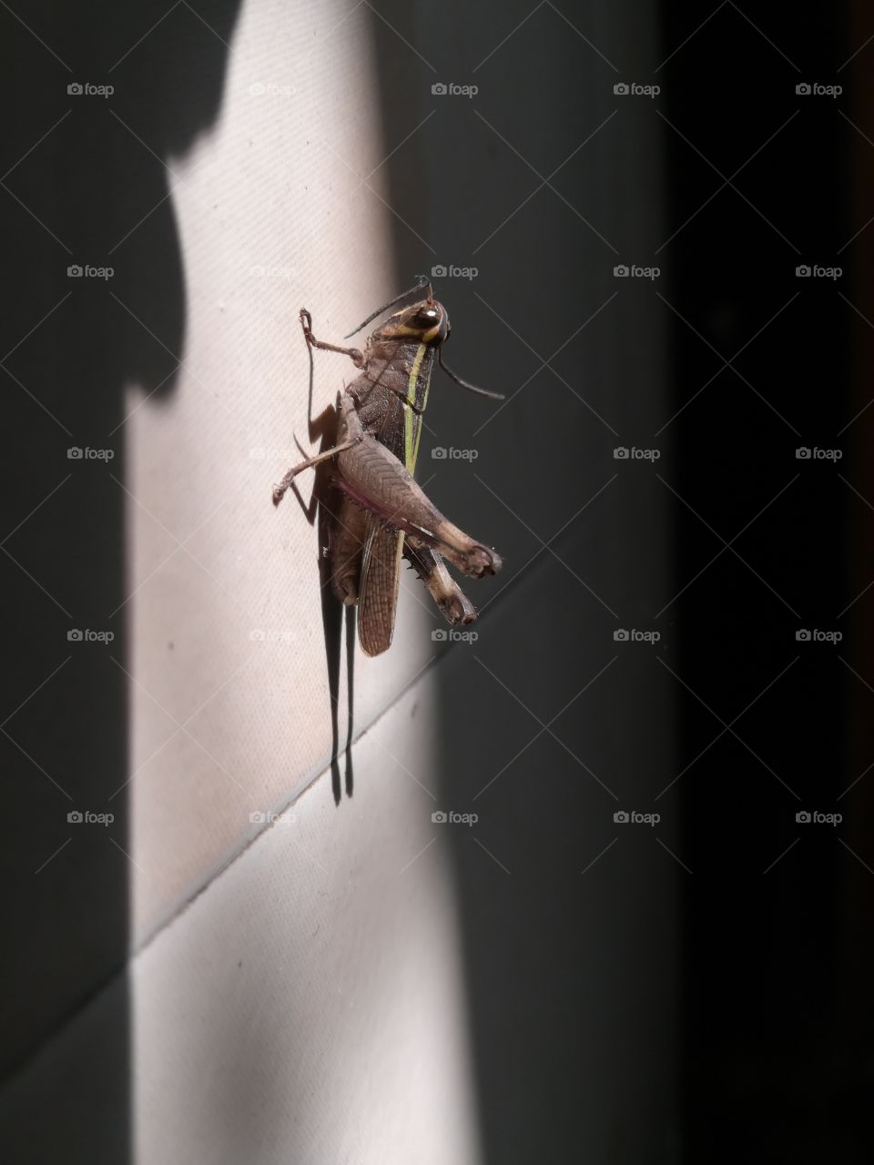 Grasshopper : green, brown, shadows