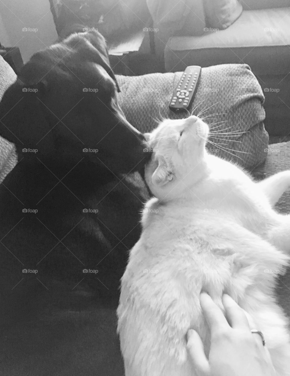 Watching these two furry ones become buddies was very rewarding. It took a little while for them to warm up to each other but they were snuggling by the end.