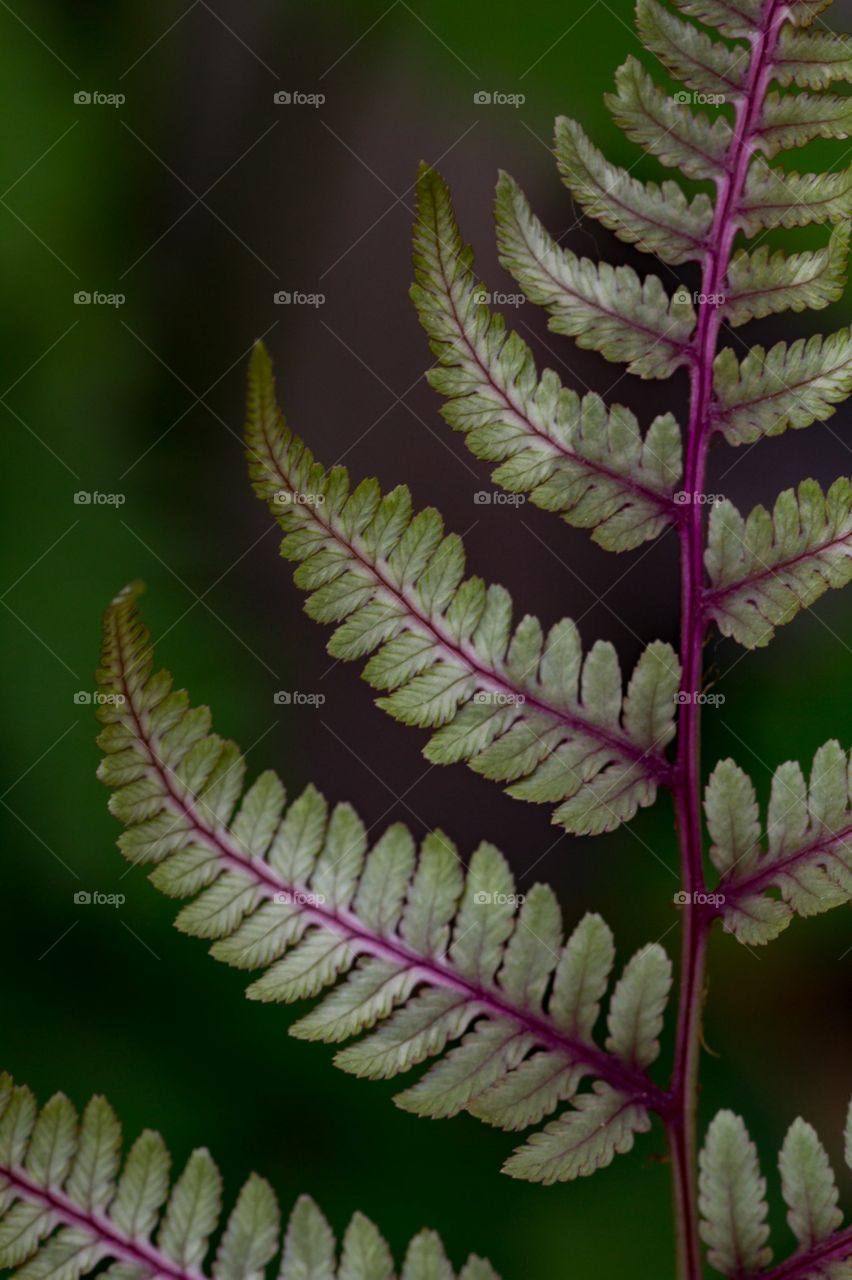 fern
