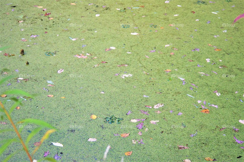 Pond Algae