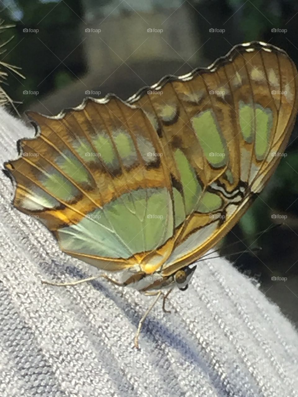 Butterfly on a sweater