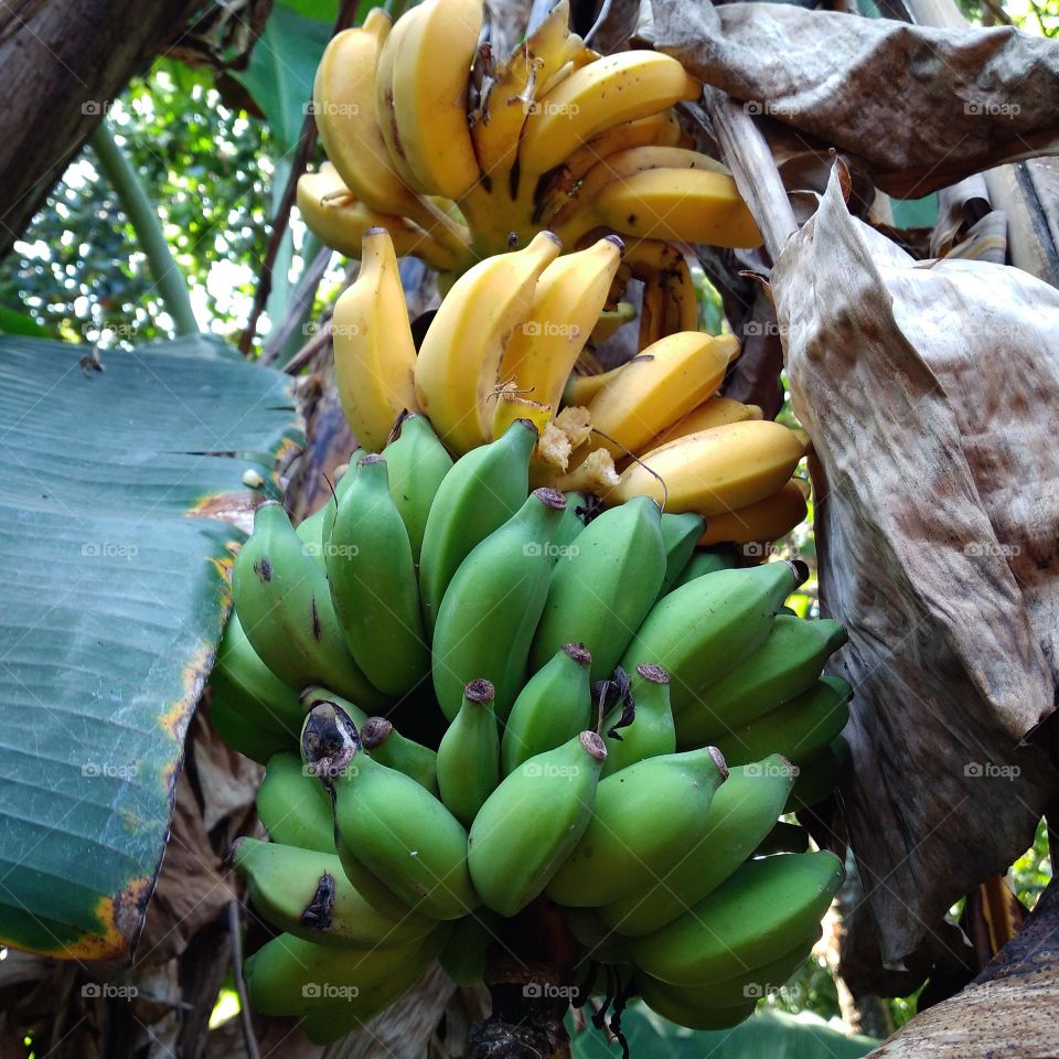 Ripe bananas on the tree are partly eaten by fruit predators