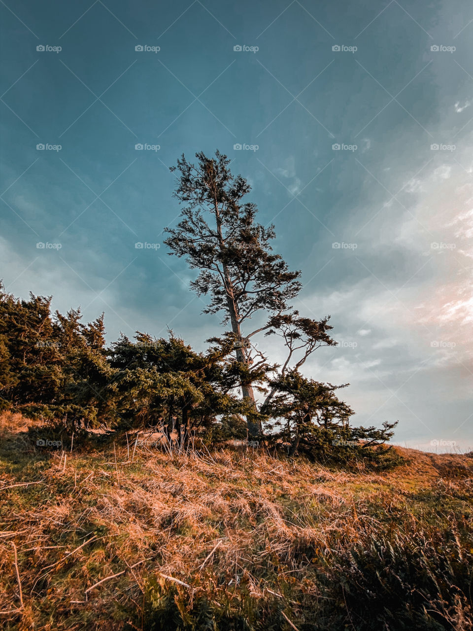 Stand alone tree on the Mountain tops